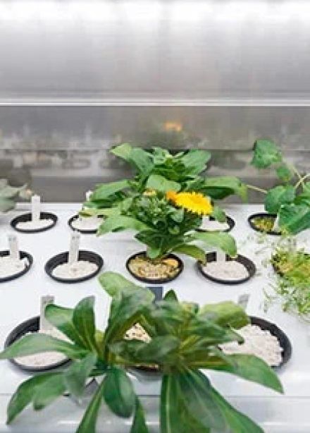 Флорариум. Как все устроено