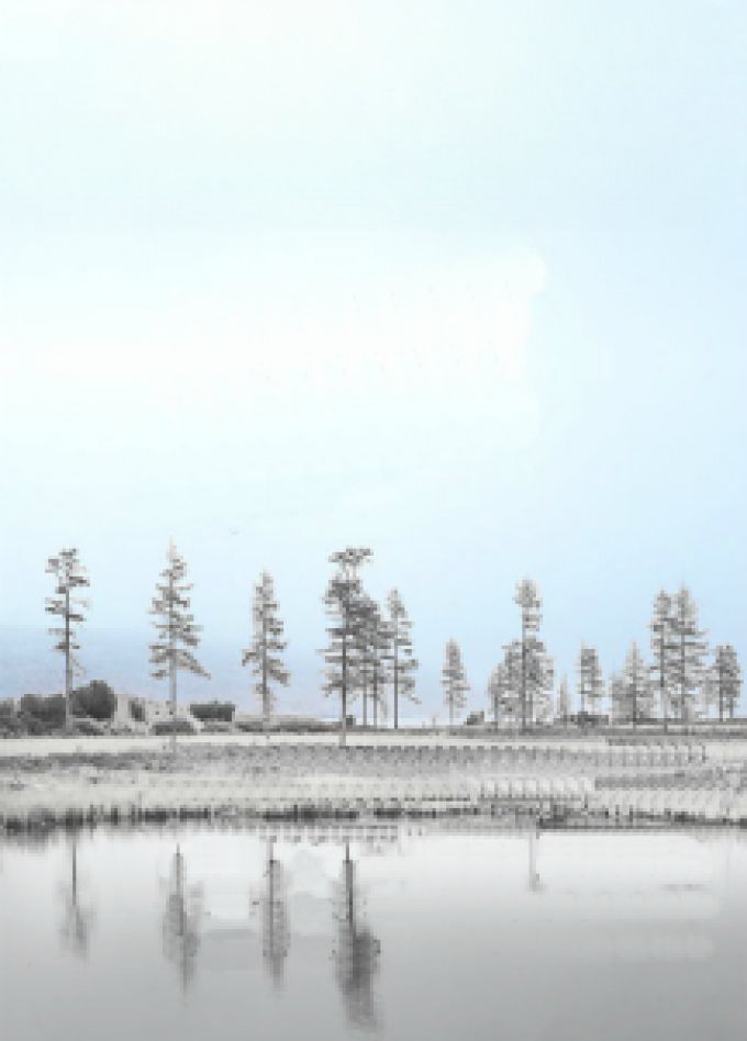 На память птицам...