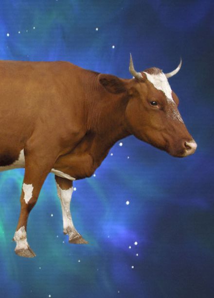 Чудо или как корова спасла театр