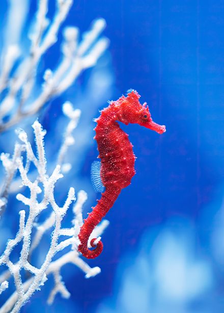 Москвариум