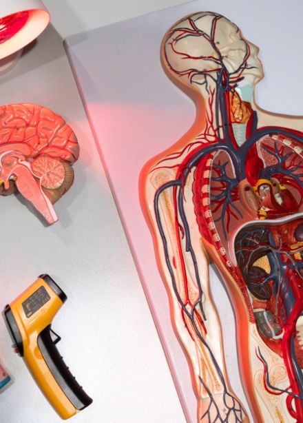 Секреты теплокровных