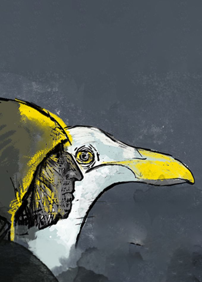 Чайка по имени...